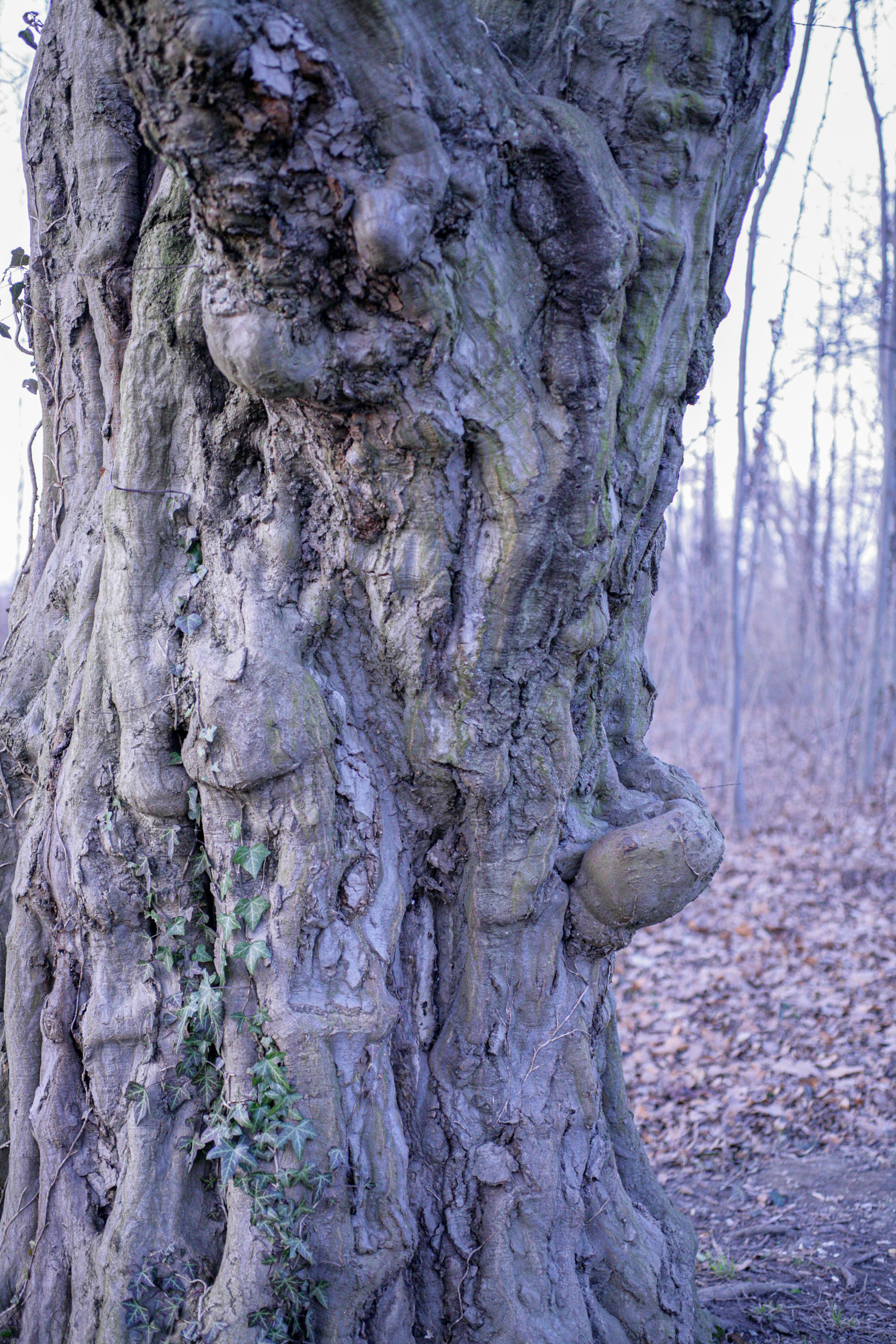 20080223174058 IMG 2551